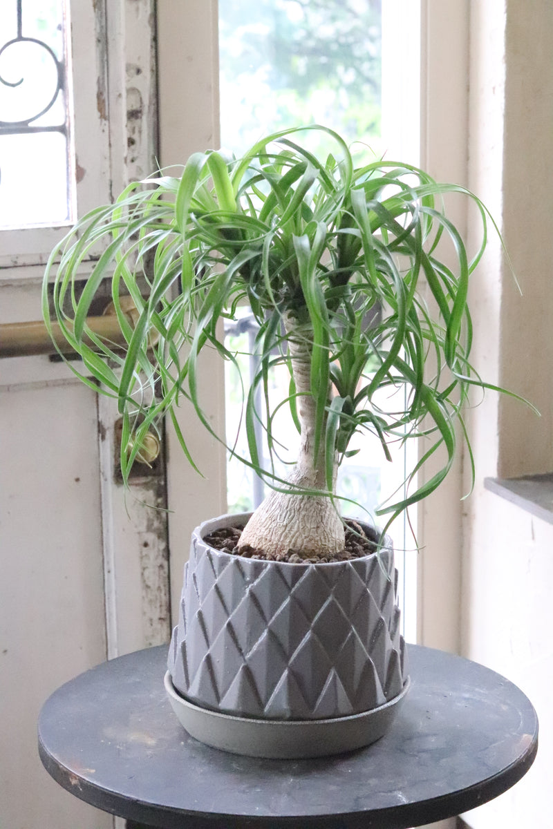 観葉植物 トックリラン ポニーテール マヤパーム ノリナ マヤツリー 尺