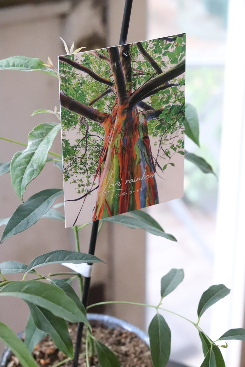 希少品種！ レインボーユーカリ – karen* flower store