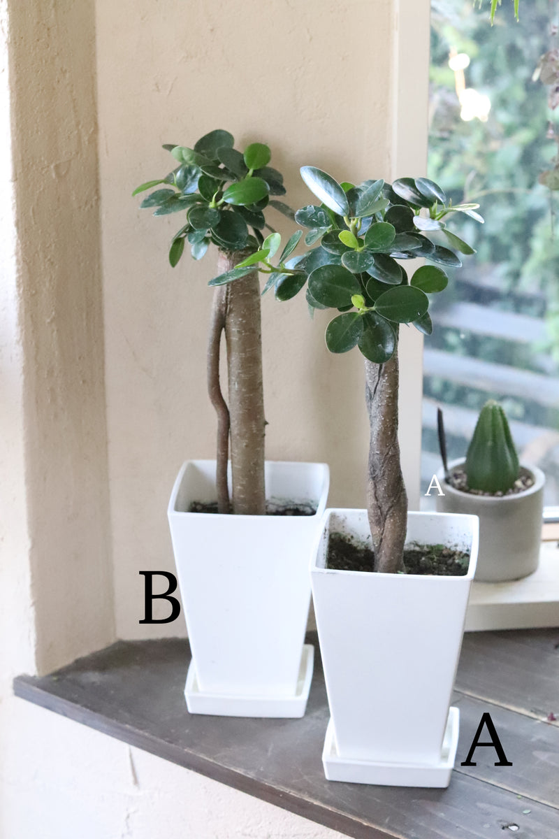 パンダガジュマル – karen* flower store