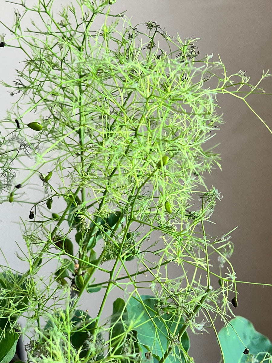 スモークツリー　グリーンボール　343 スモークツリー《グリーンボール》 – karen* flower store