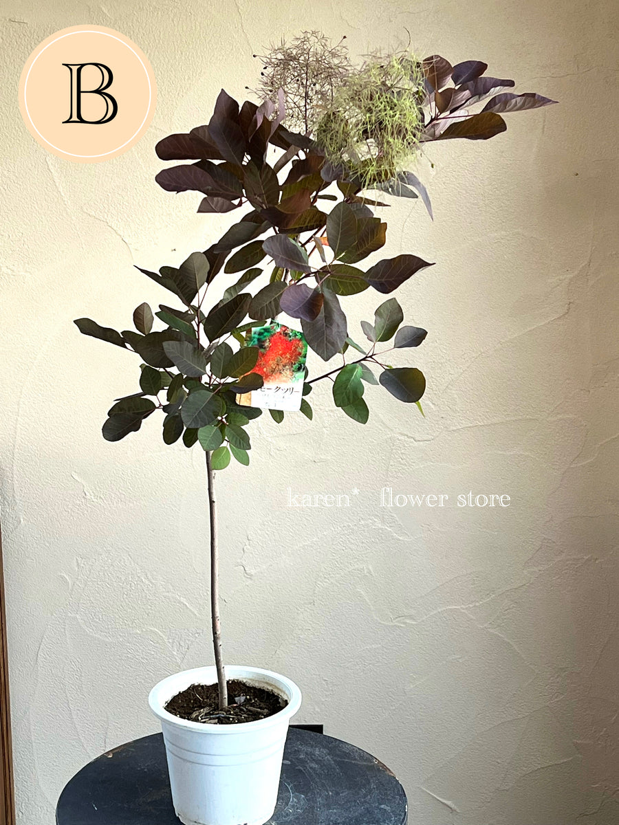 スモークツリー《グレース》 – karen* flower store スモークツリー《グレース》 – karen* flower store