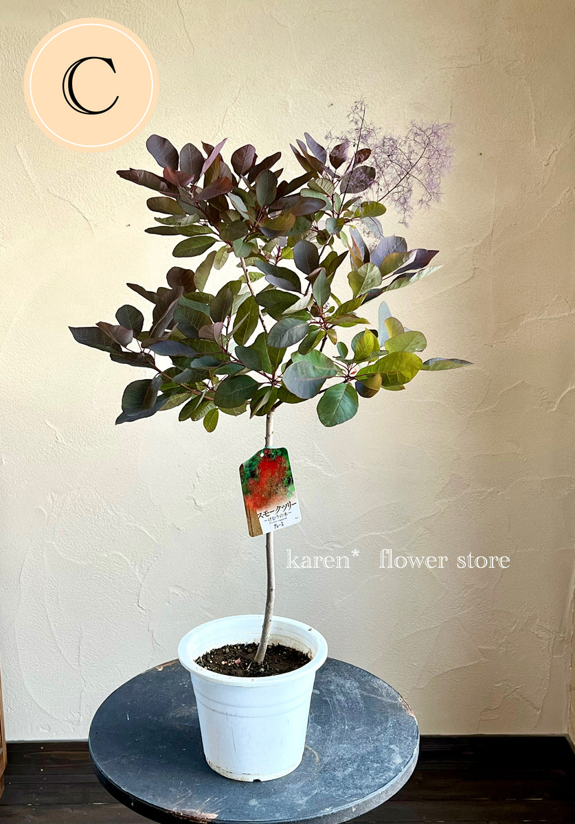 スモークツリー《グレース》 – karen* flower store