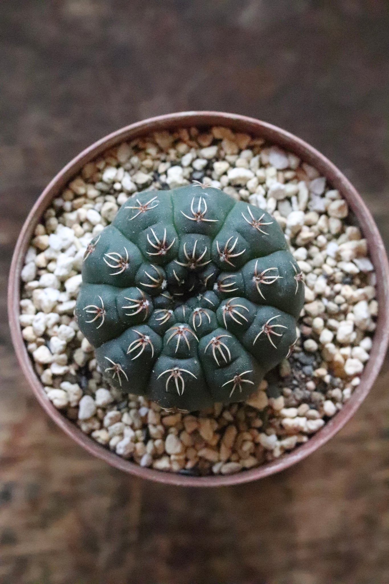 ギムノカリキウム　瑞昌玉　Gymnocalycium stellatum var. kleinianum