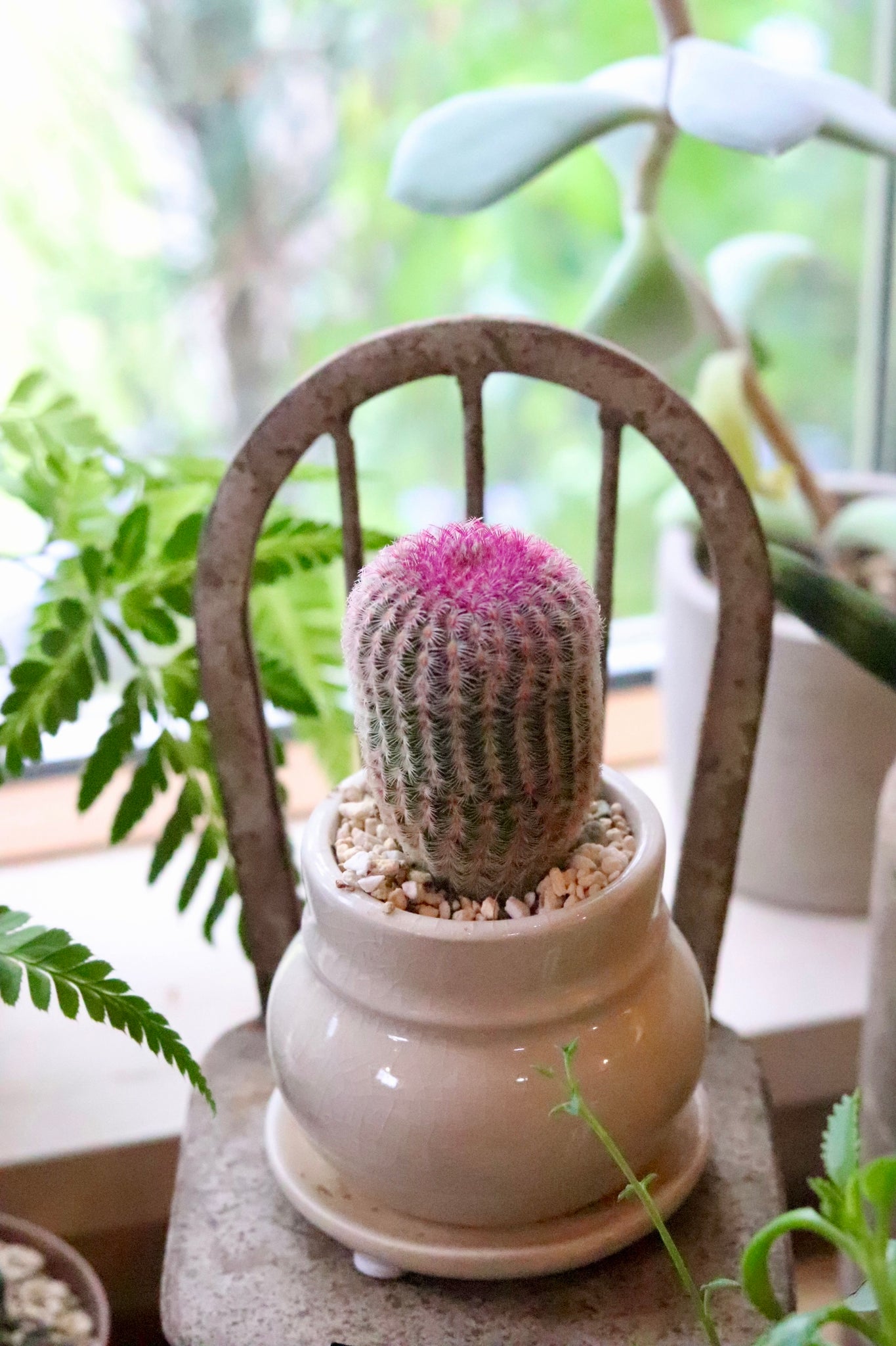 エキノケレウス 紫太陽 Echinocereus rigidissimus var. rubrispinus