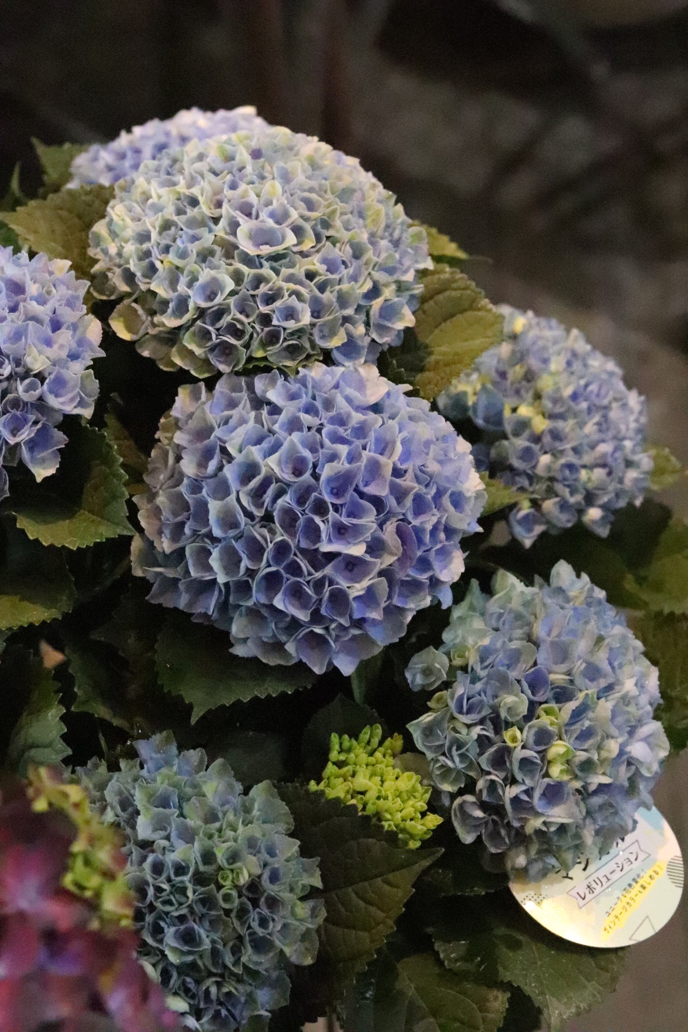 Mother's  day 2025  紫陽花　マジカルレボリューション
