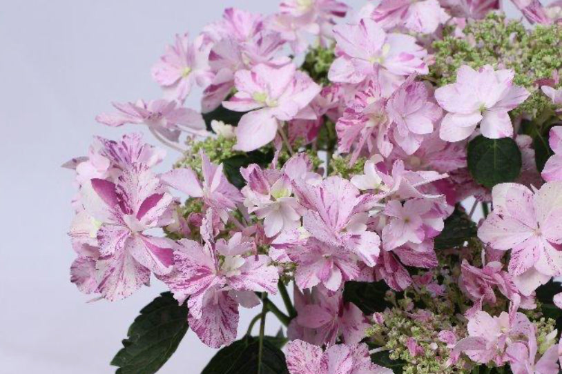 Mother's  day 2025  紫陽花　イズミチオリピンク
