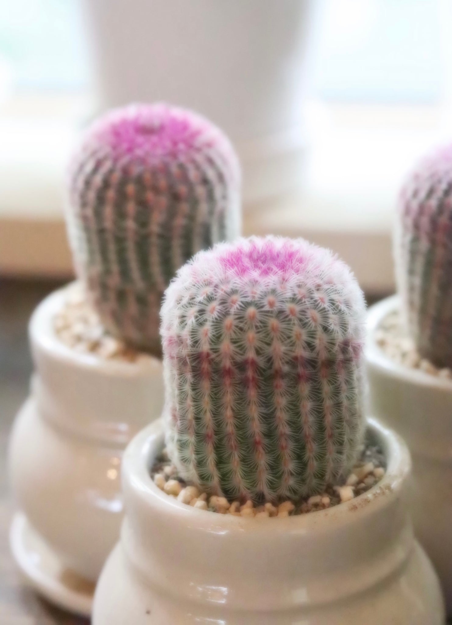 エキノケレウス 紫太陽 Echinocereus rigidissimus var. rubrispinus