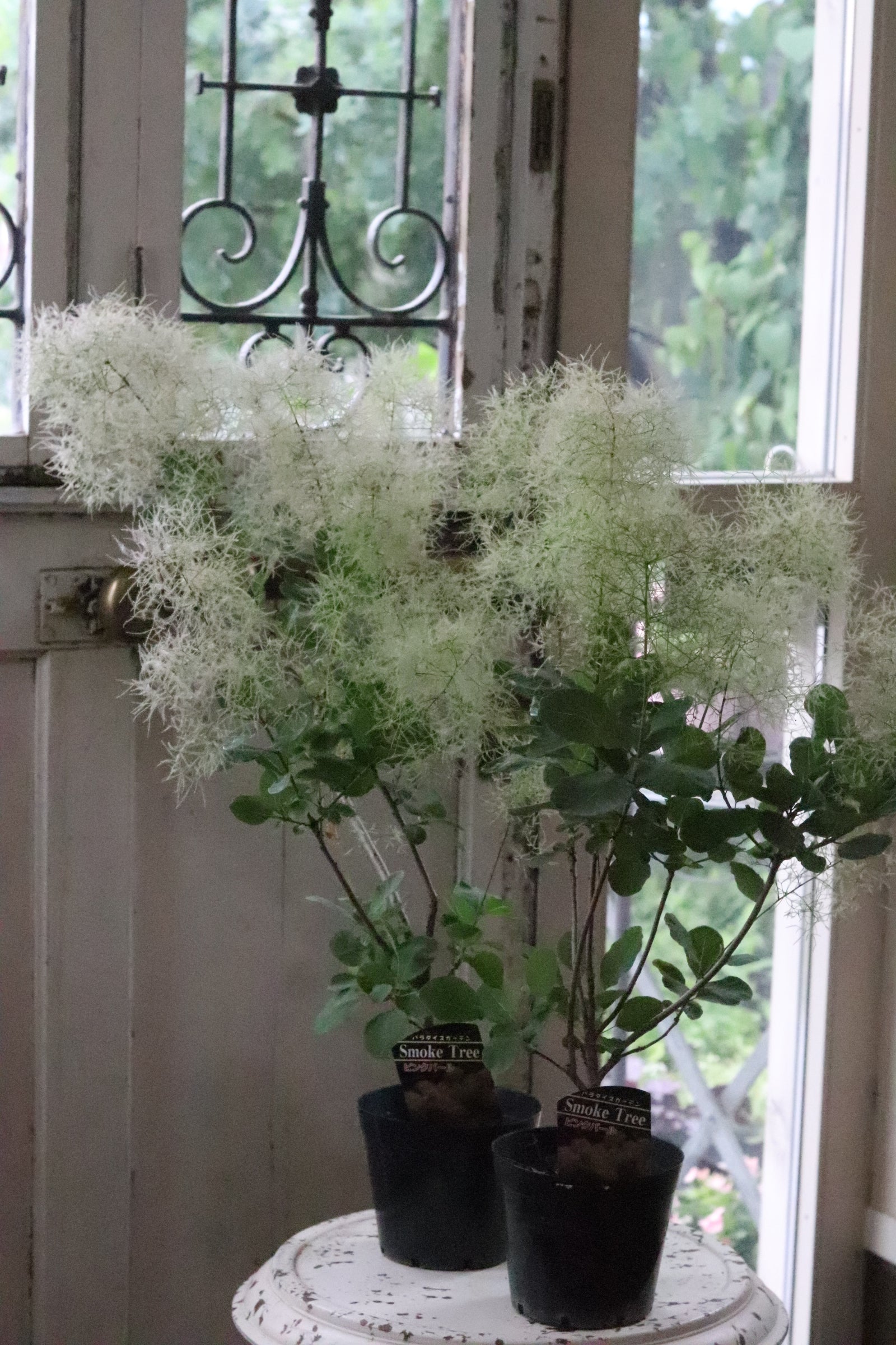 スモークツリー《ピンクパール・リトルルビー》 – karen* flower store