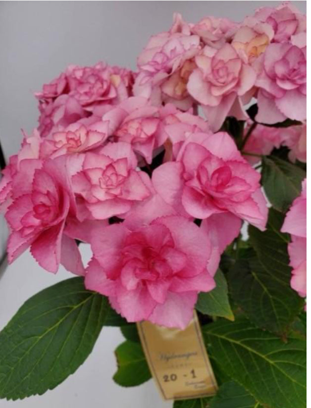 Mother's day 2025 紫陽花バロニーピンク – karen* flower store