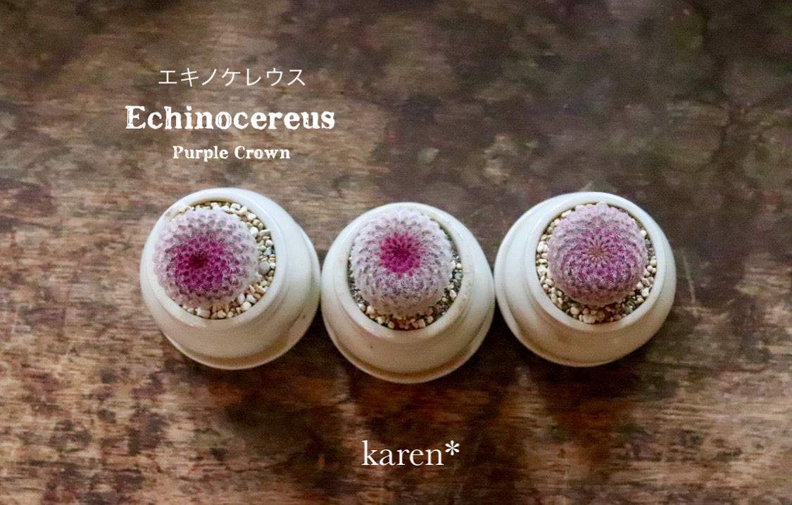 エキノケレウス 紫太陽 Echinocereus rigidissimus var. rubrispinus