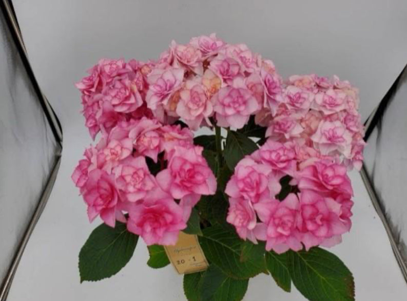 Mother's  day 2025  紫陽花バロニーピンク