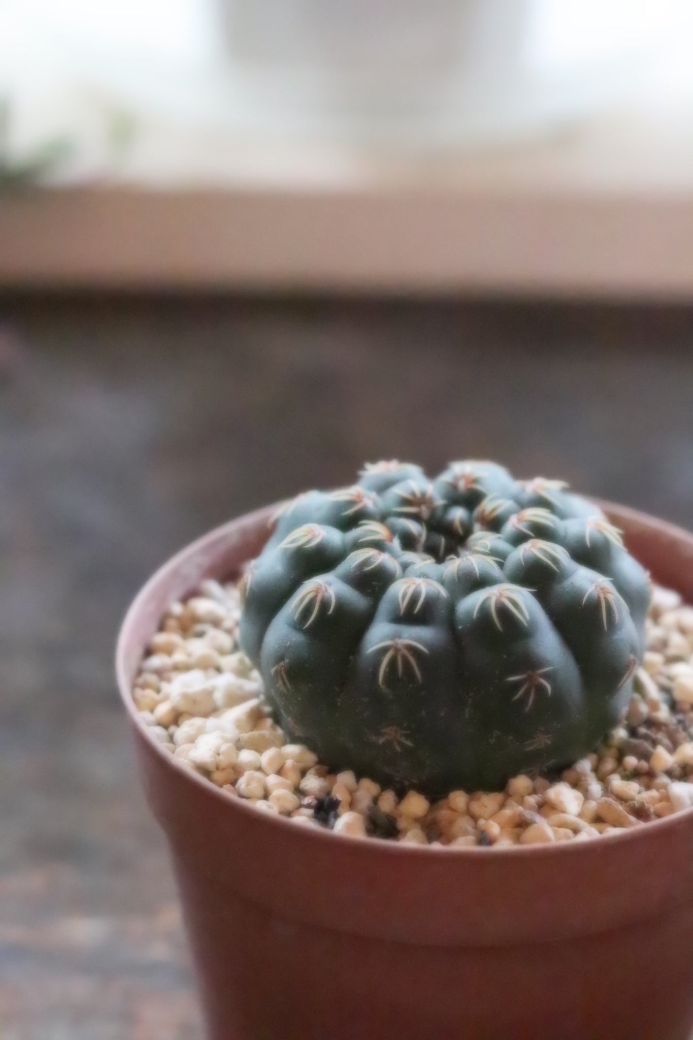 ギムノカリキウム　瑞昌玉　Gymnocalycium stellatum var. kleinianum