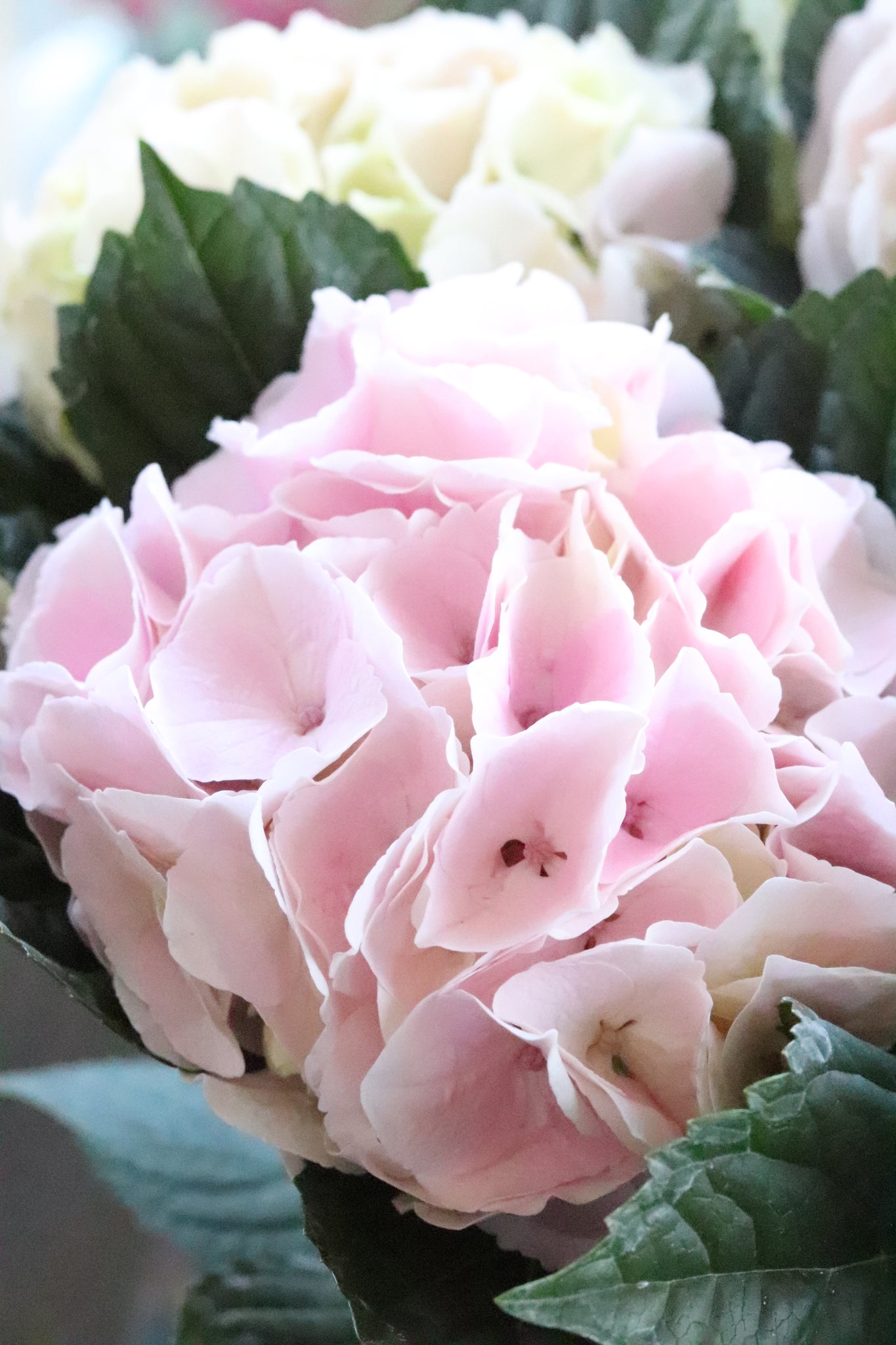 Mother's  day 2025  紫陽花コットンキャンディ
