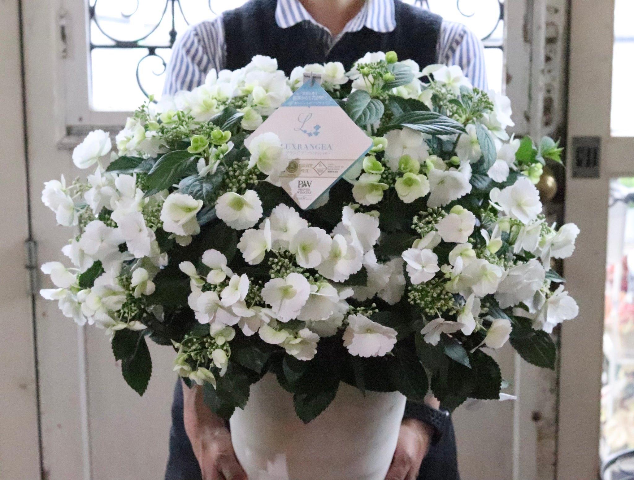 Mother's  day 2025  紫陽花ランジアブライダルシャワー