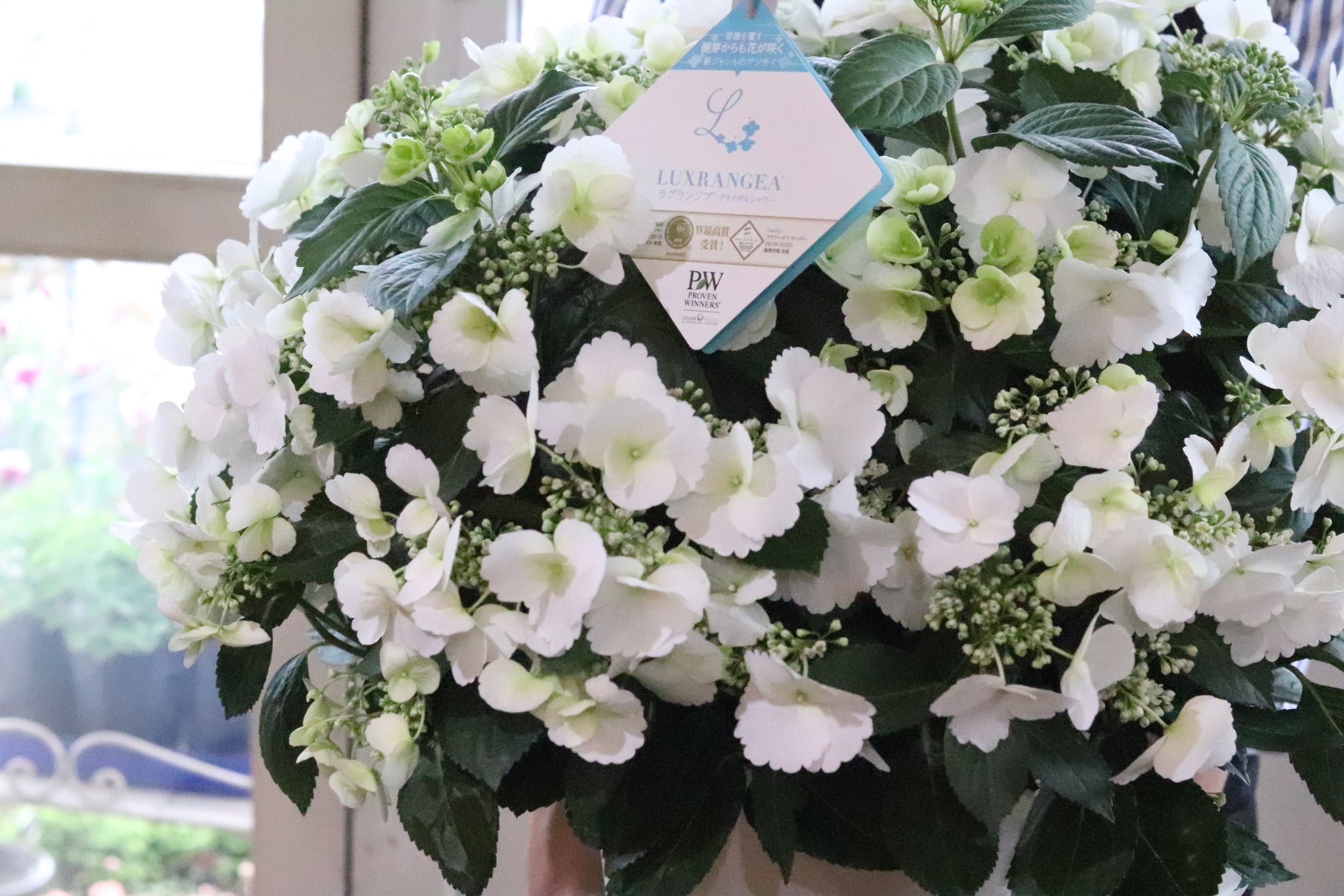 Mother's  day 2025  紫陽花ランジアブライダルシャワー