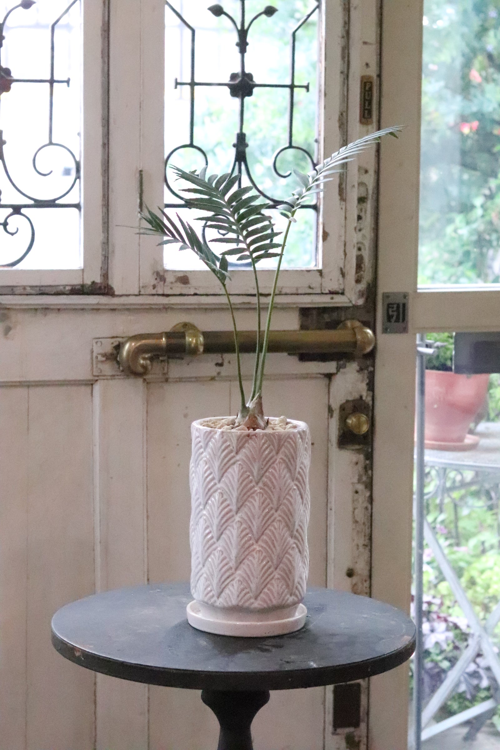 ディオーン　スピヌロッサム ディオーン・スピヌロスム | HITOTOKI by MAKIMO PLANT