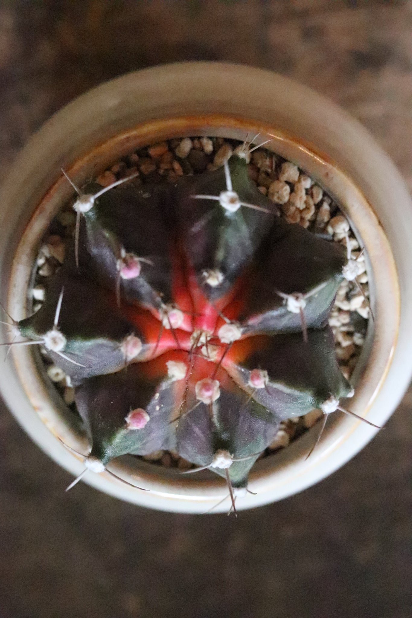 ギムノカリキウム幸運牡丹玉（こううんぼたんぎょく）Gymnocalycium mihanovichii