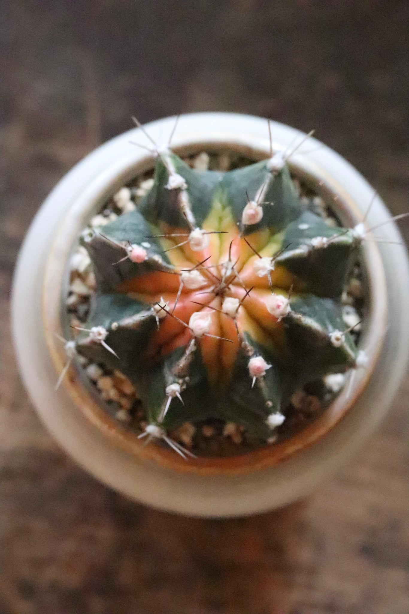 ギムノカリキウム幸運牡丹玉（こううんぼたんぎょく）Gymnocalycium mihanovichii