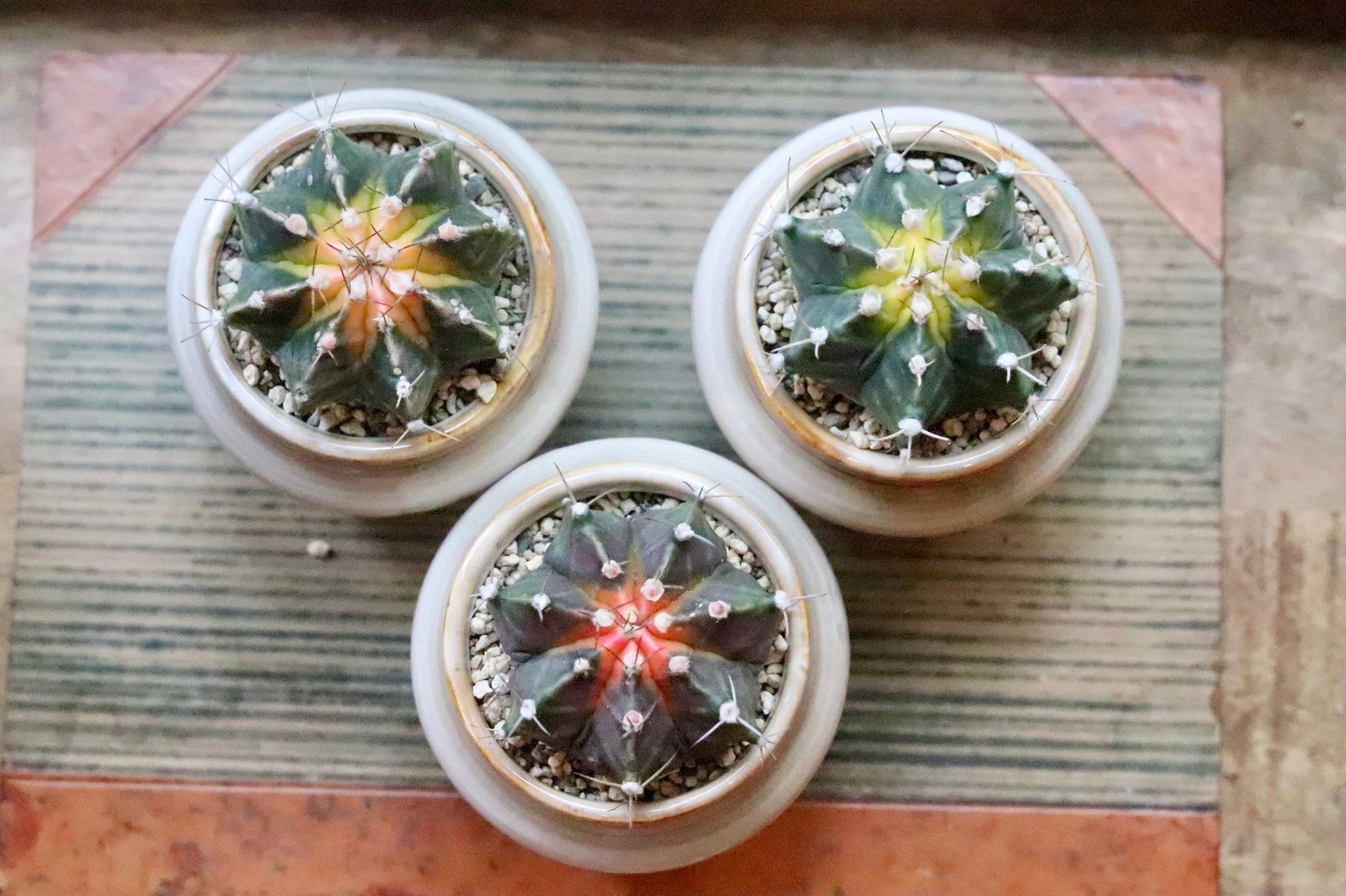 ギムノカリキウム幸運牡丹玉（こううんぼたんぎょく）Gymnocalycium mihanovichii