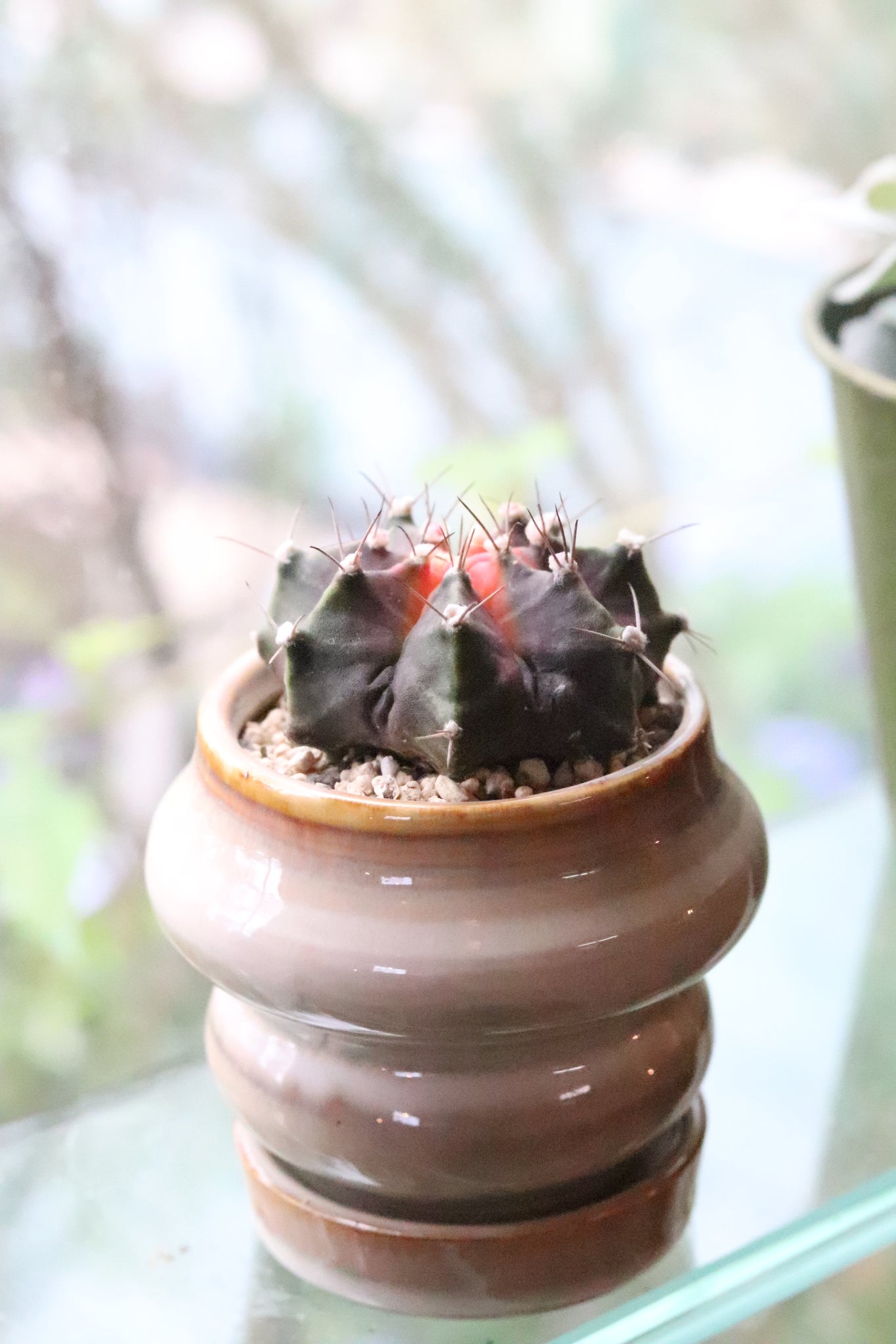 ギムノカリキウム幸運牡丹玉（こううんぼたんぎょく）Gymnocalycium mihanovichii