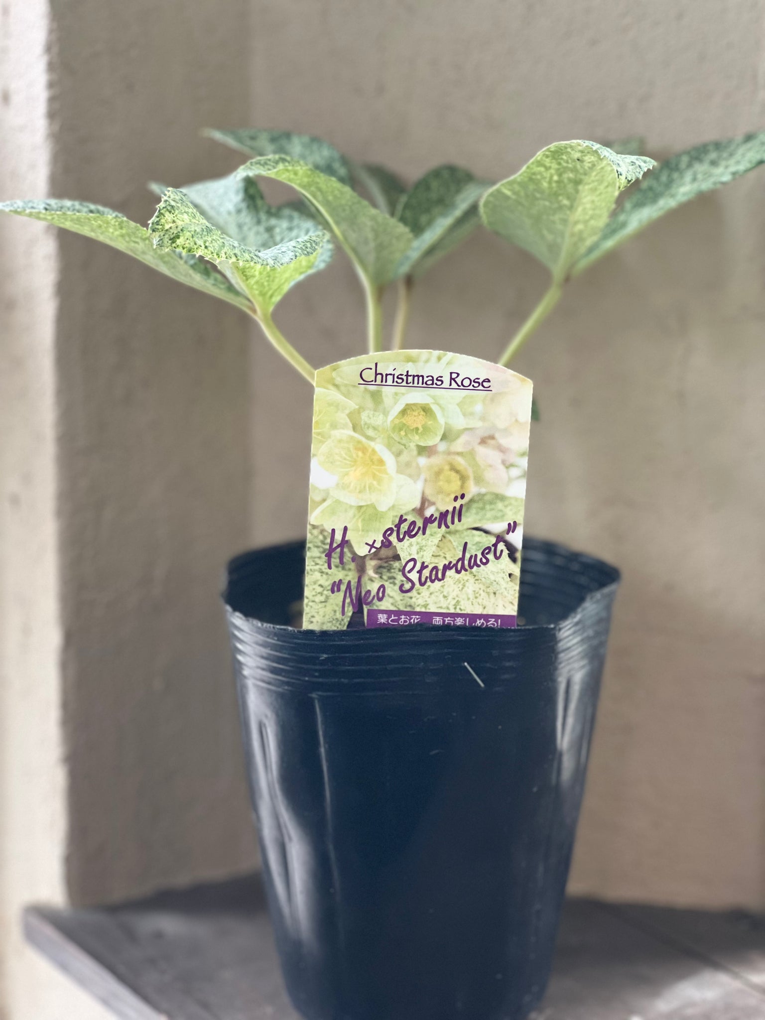 カラーリーフ・クリスマスローズ – karen* flower store カラーリーフ・クリスマスローズ – karen* flower store