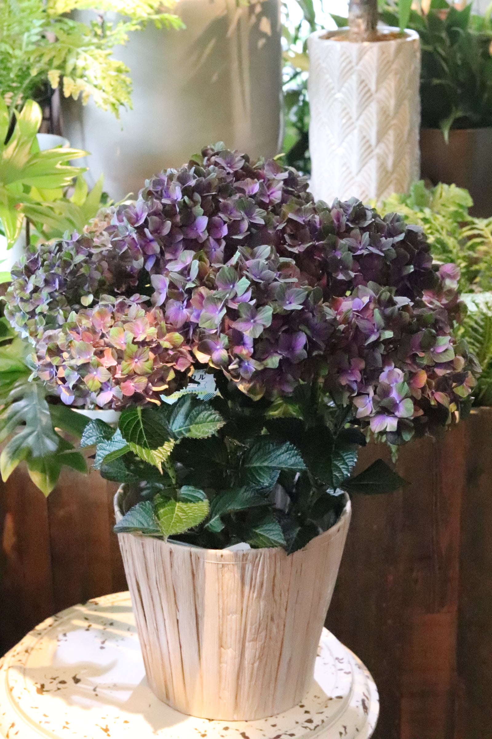 pono様 リクエスト 3点 まとめ紫陽花　アジサイ　チョコレート　アナベル　他 楽天市場】【開花株】アジサイ（紫陽花・あじさい）マジカル