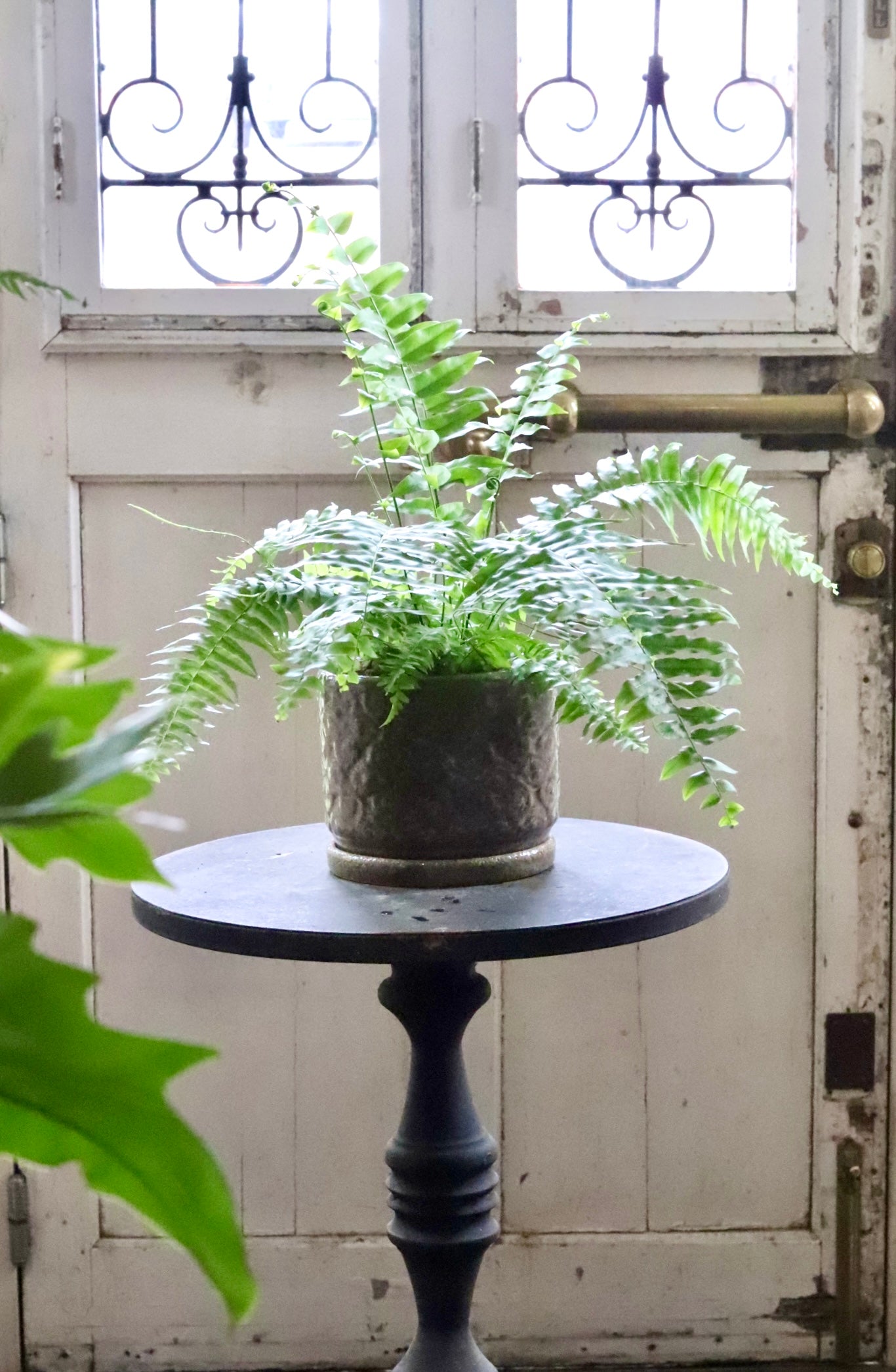 ホウビカンジュ　獅子葉 ホウビカンジュ