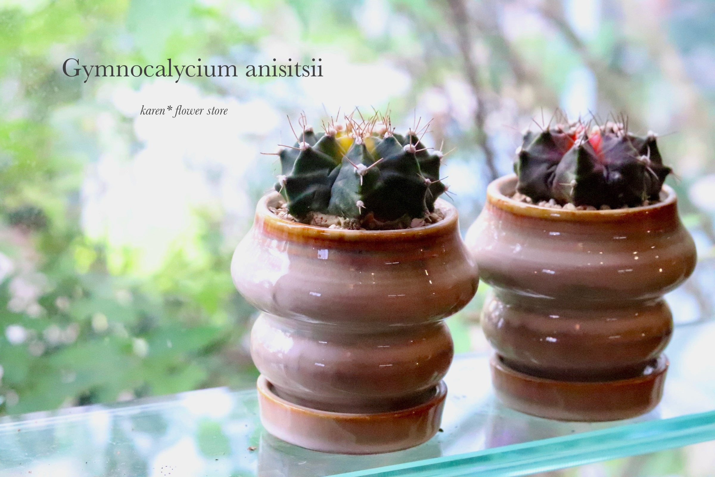 ギムノカリキウム幸運牡丹玉（こううんぼたんぎょく）Gymnocalycium