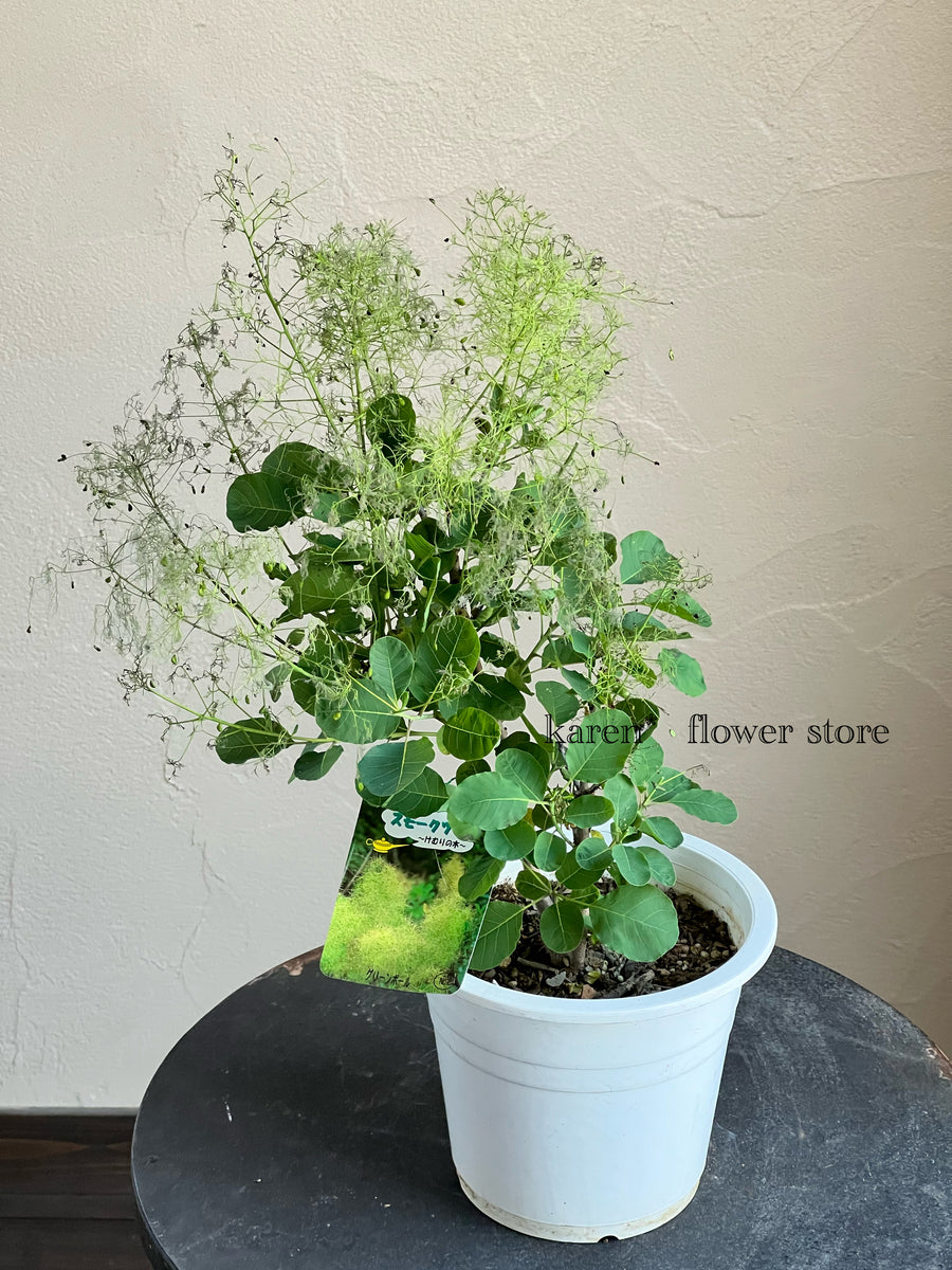 スモークツリー《グリーンボール》 – karen* flower store