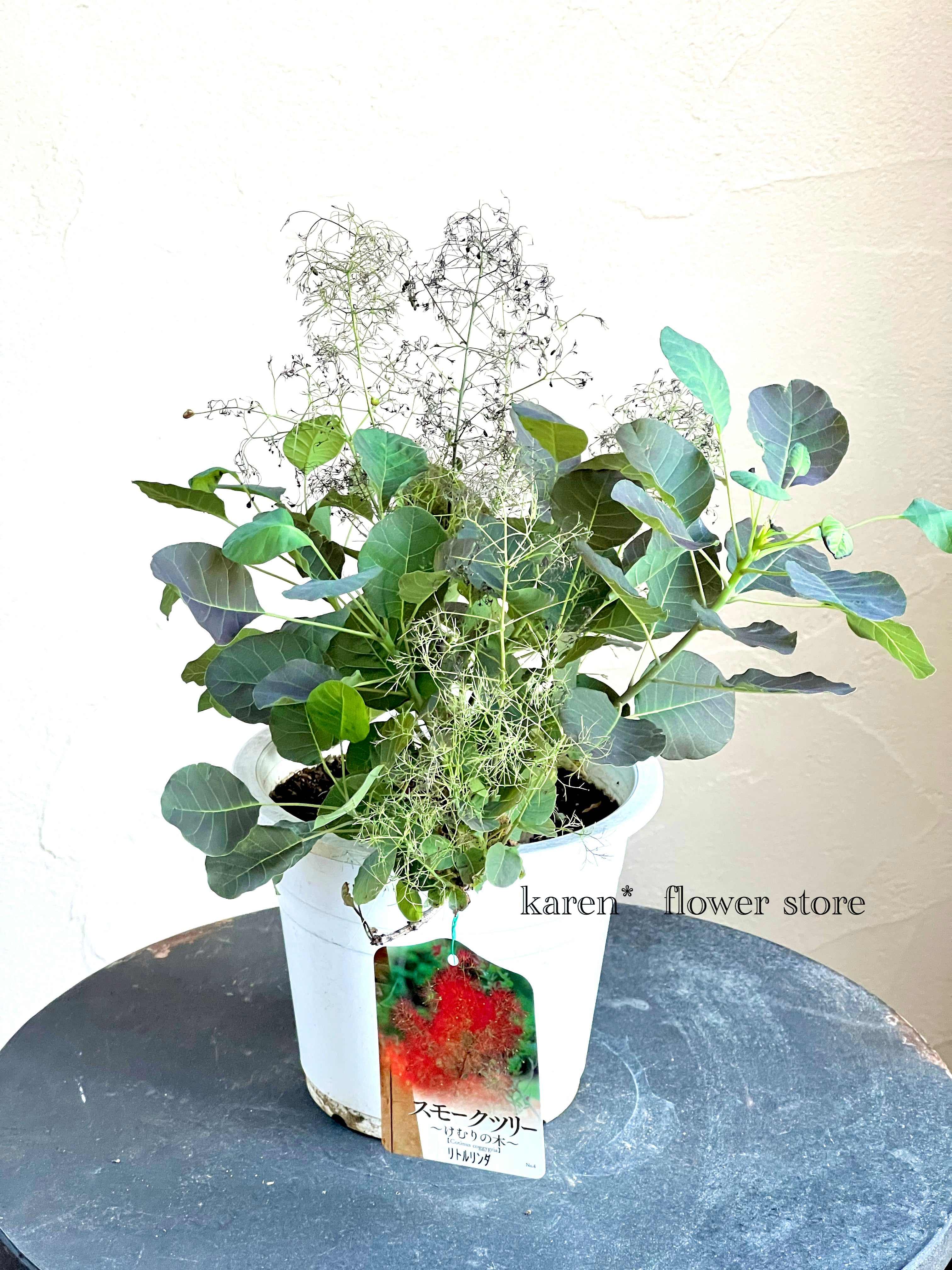 スモークツリー《リトルリンダ》 – karen* flower store