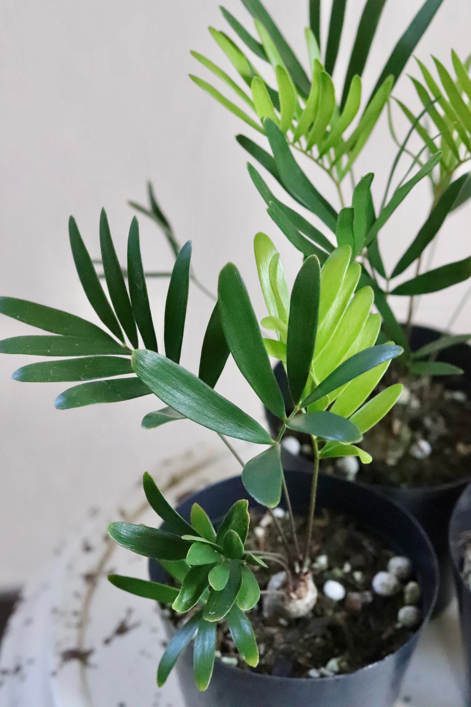 とても立派で美しいです】ザミア フロリダーナ フロリダソテツ 7号