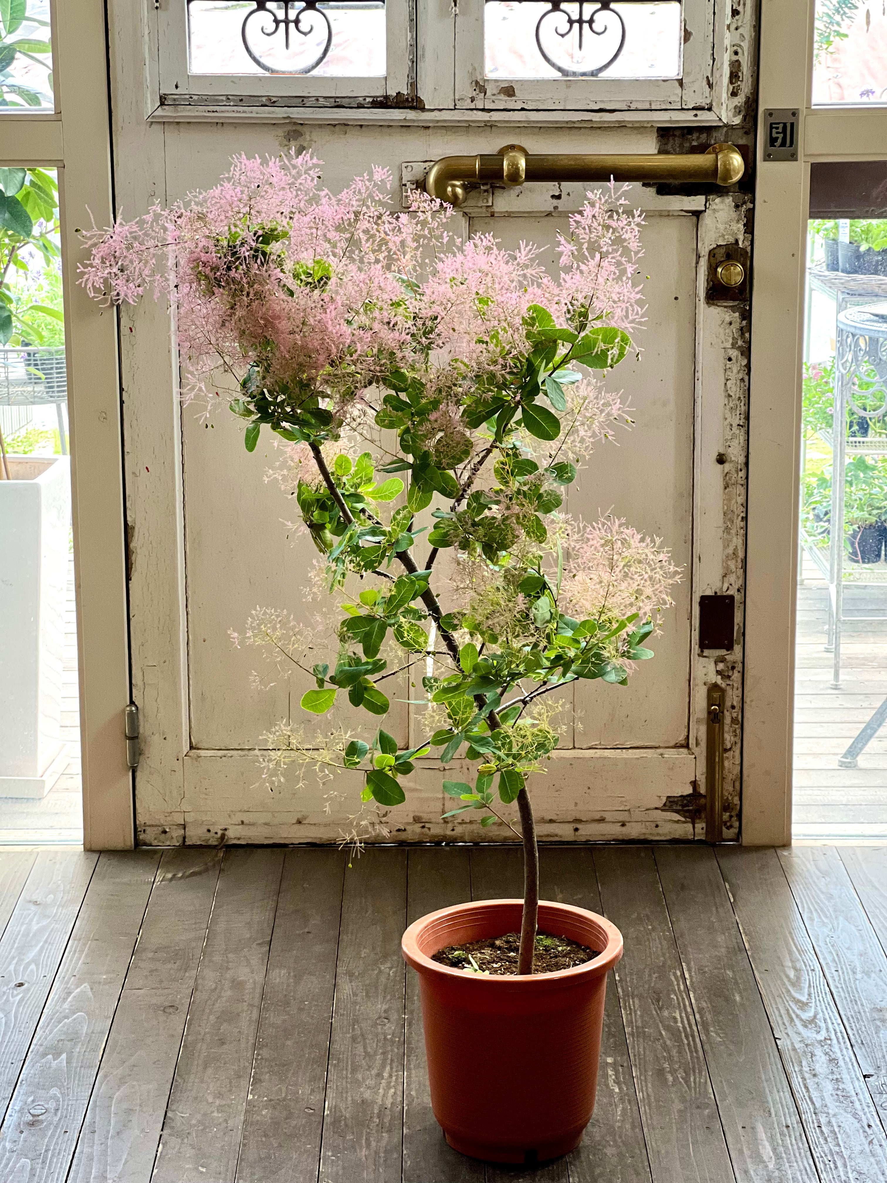 スモークツリー赤花 、白花セット - 植物/観葉植物