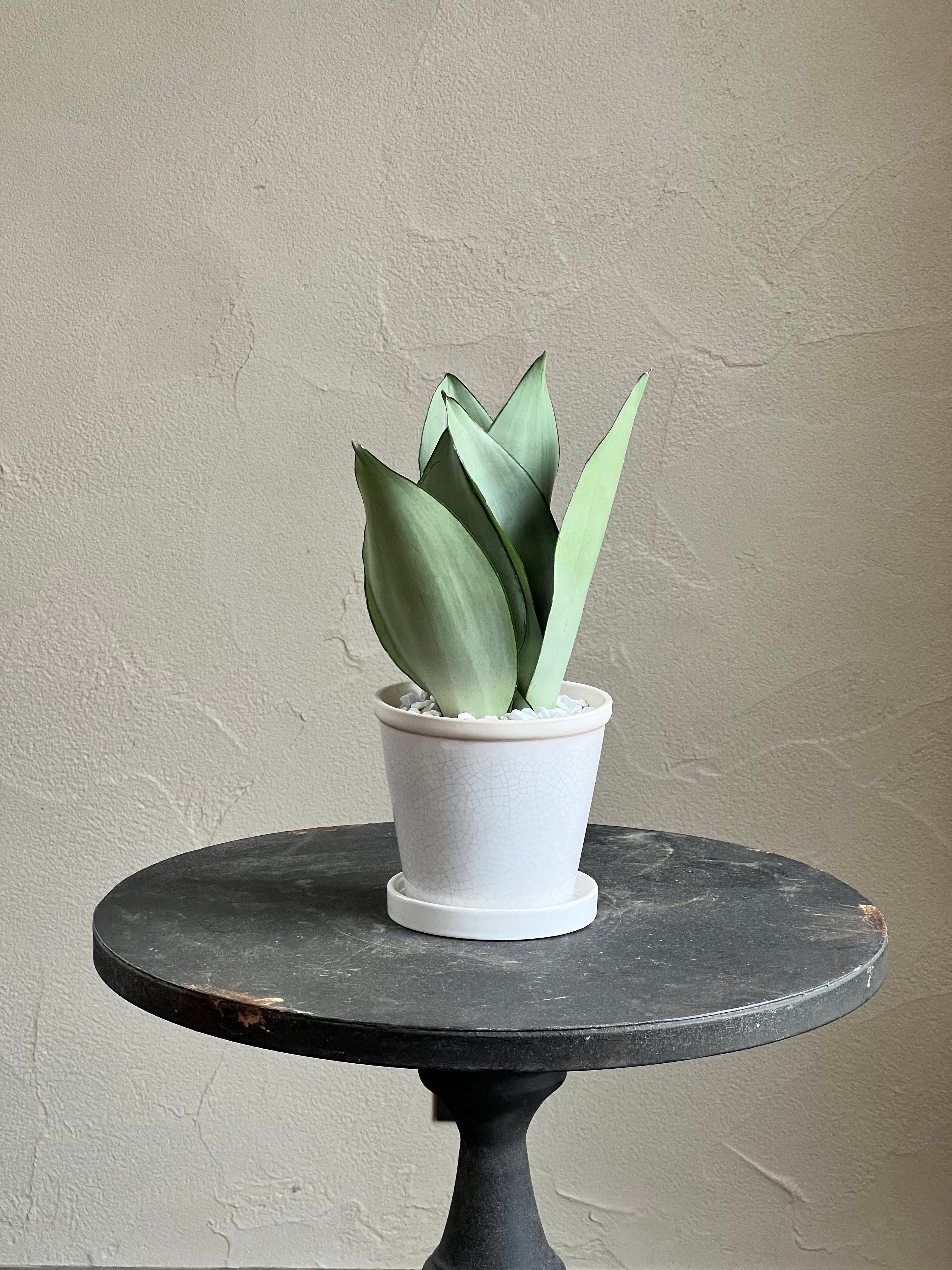 サンスベリア　キスマヨ　激レア血統　斑入り　サンセベリア　クリア鉢・皿付き サンスベリア キスマヨ 激レア血統 斑入り サンセベリア クリア