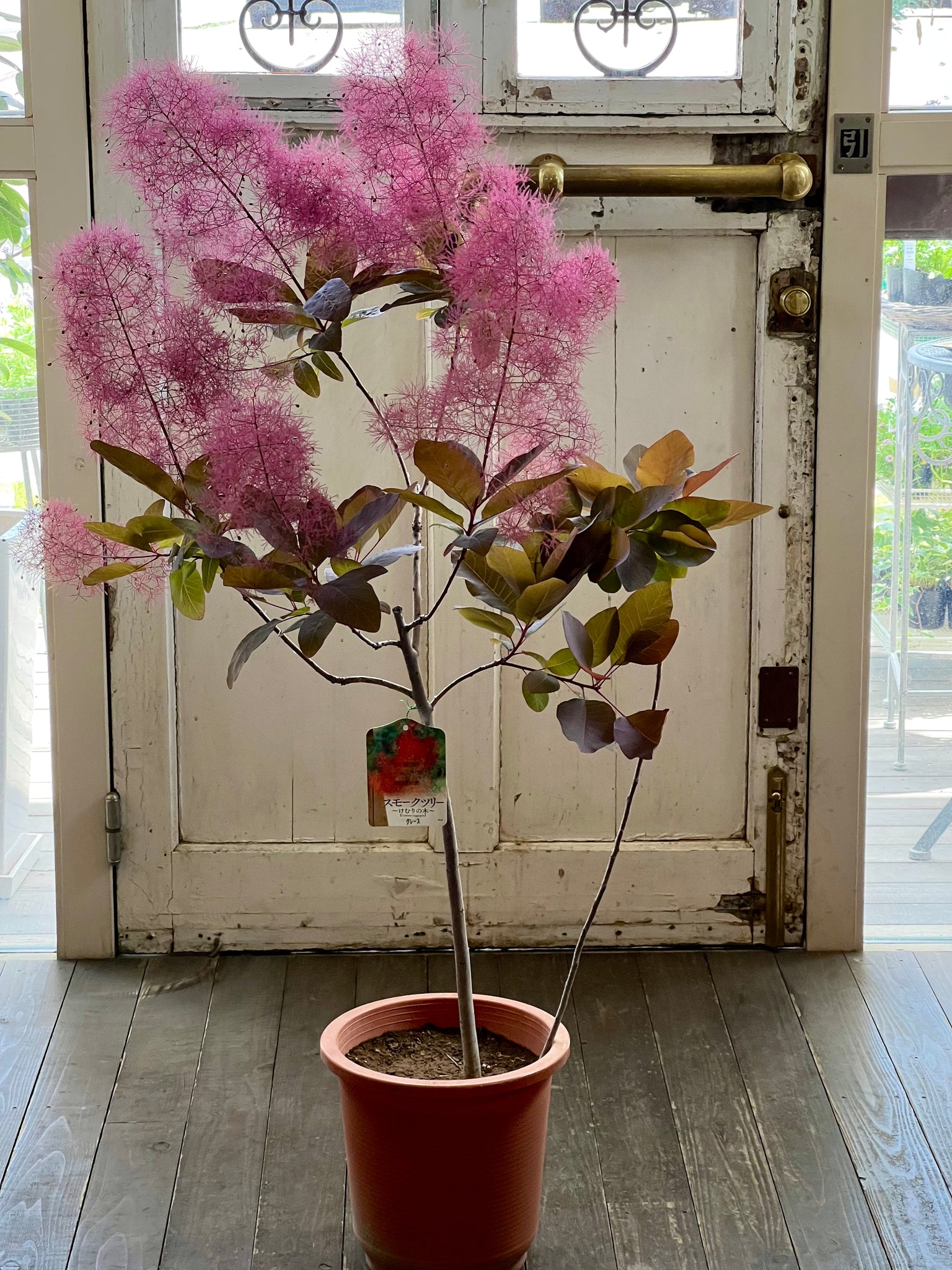 スモークツリー《グレース》1点もの – karen* flower store スモークツリー《グレース》1点もの – karen* flower store