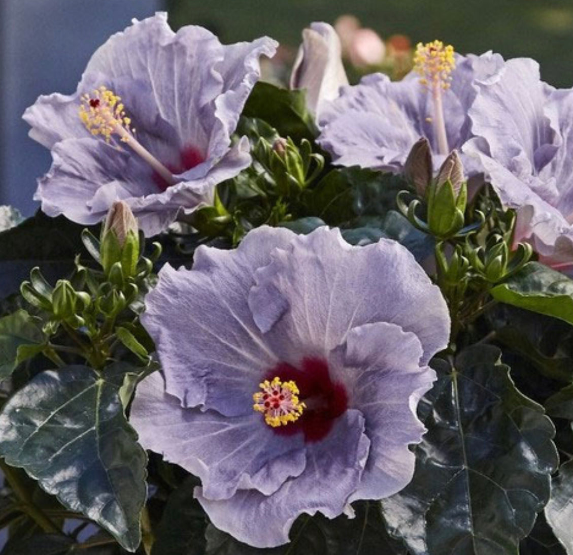 ハイビスカス – karen* flower store