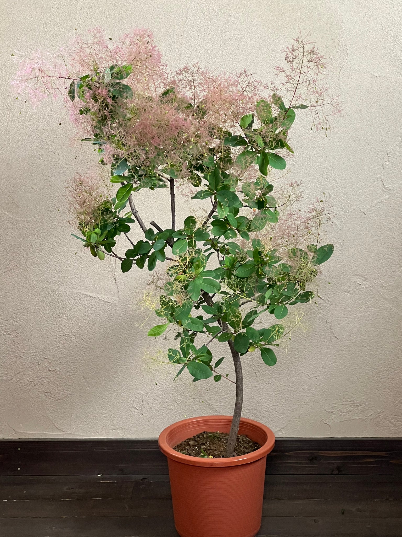 スモークツリー《ベストピンク》1点もの – karen* flower store スモークツリー《ベストピンク》1点もの – karen* flower store